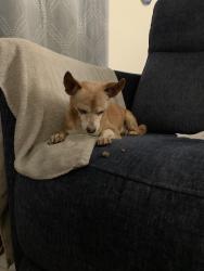 Reunited Male Dog last seen Colfax and Airport ave, Aurora, CO 80011