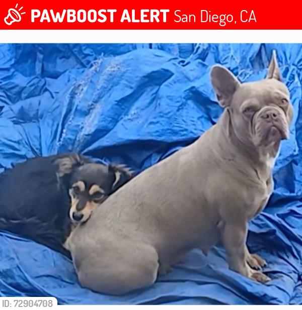 Lost Male Dog last seen Greyling , San Diego, CA 92123