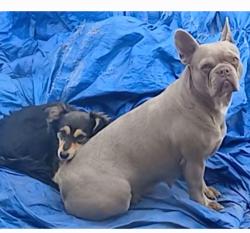 Lost Male Dog last seen Greyling , San Diego, CA 92123