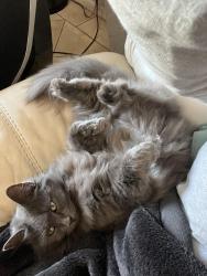 Lost Female Cat last seen Kearney, sw arrow leaf trail, Dunnellon, FL 34431