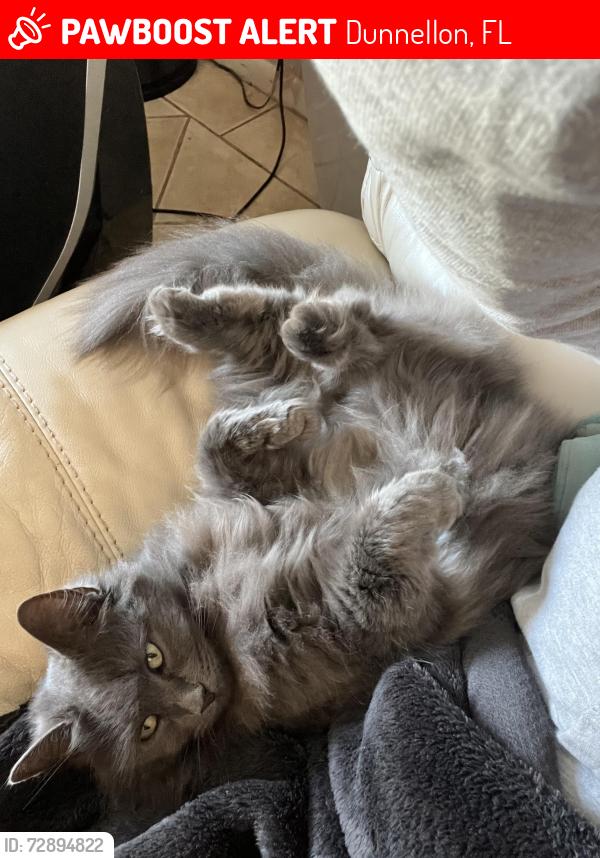 Lost Female Cat last seen Kearney, sw arrow leaf trail, Dunnellon, FL 34431