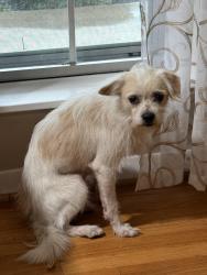 Reunited Male Dog last seen Ella Blvd & W 18th St, Houston, TX 77008