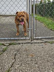 Reunited Unknown Dog last seen Ford and middlebelt, Garden City, MI 48135