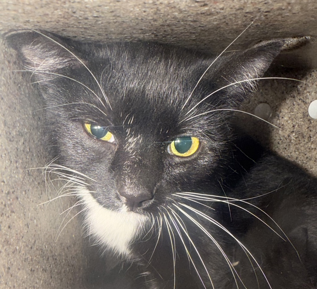 Shelter Stray Female Cat last seen NE 13th Ave / NE Marine Drive, PORTLAND, OR, 97211, Troutdale, OR 97060