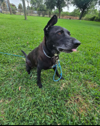 Reunited Female Dog last seen Red Bluff, New Caney, TX 77357
