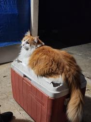 Lost Male Cat last seen Clover Circle and Narcissus, New Braunfels, TX 78130