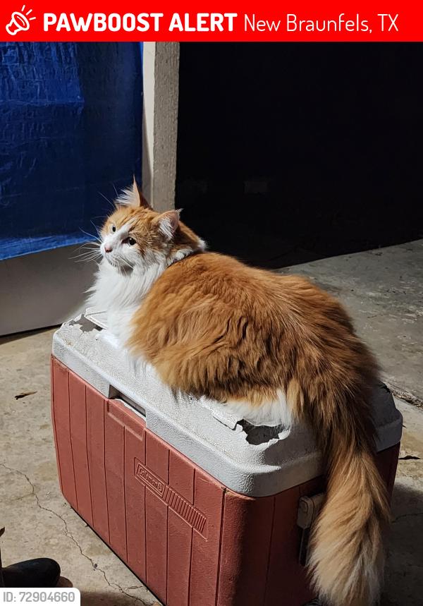Lost Male Cat last seen Clover Circle and Narcissus, New Braunfels, TX 78130
