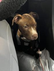 Lost Male Dog last seen Hwy 195, Killeen, TX 76549