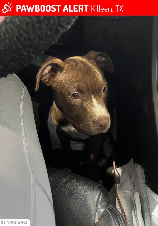Lost Male Dog last seen Hwy 195, Killeen, TX 76549