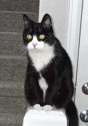 Reunited Female Cat last seen Cherrywood Park Neighborhood - Around 138th Place between York and Colorado Blvd, Thornton, CO 80602
