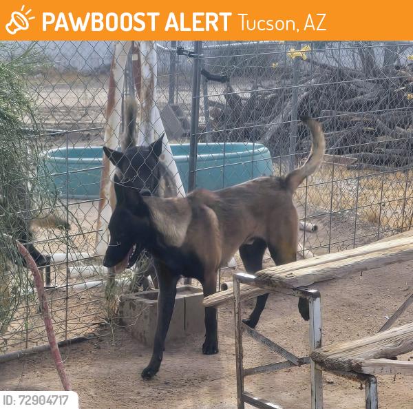 Found/Stray Male Dog last seen Ruthrauff by qt, Tucson, AZ 85705