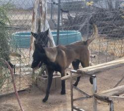 Found/Stray Male Dog last seen Ruthrauff by qt, Tucson, AZ 85705