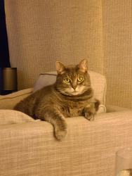 Reunited Male Cat last seen Stacy Ln; Cumberland st , Austin, TX 78704