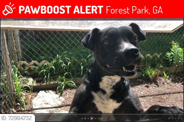 Lost Female Dog last seen Brookwood dr, Forest Park, GA 30297