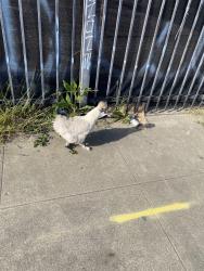 Found/Stray Unknown Bird last seen MacArthur blvd , Oakland, CA 94609