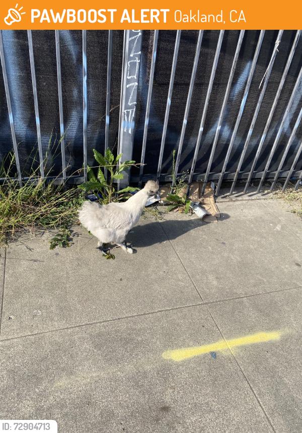 Found/Stray Unknown Bird last seen MacArthur blvd, Oakland, CA 94609