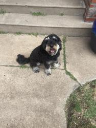 Found/Stray Unknown Dog last seen Near block of W Murdock Riverside area, Wichita, KS 67203