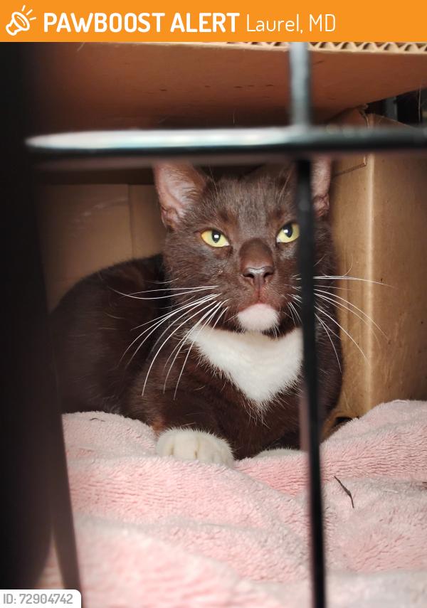 Found/Stray Male Cat last seen Sweet Brenda Ct and Brown Branch Rd, Laurel, MD 20707