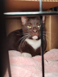 Found/Stray Male Cat last seen Sweet Brenda Ct and Brown Branch Rd, Laurel, MD 20707