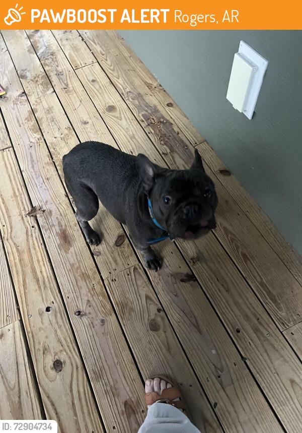 Found/Stray Unknown Dog last seen Near Coppermine Road Rogers, Arkansas , Rogers, AR 72756