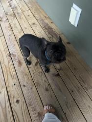 Found/Stray Unknown Dog last seen Near Coppermine Road Rogers, Arkansas , Rogers, AR 72756