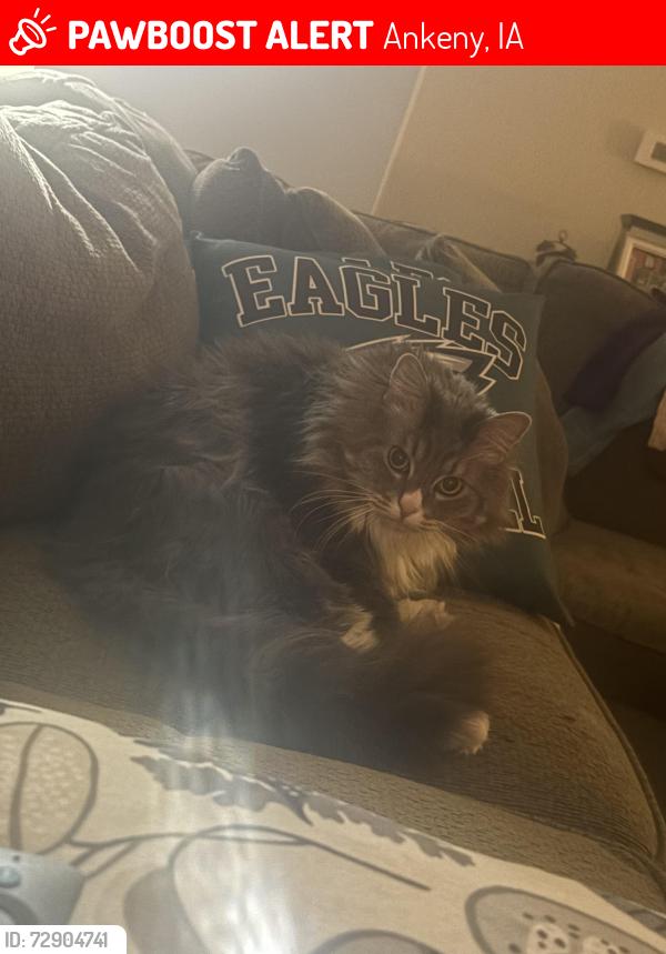 Lost Male Cat last seen White birch dr, Ankeny, IA 50023