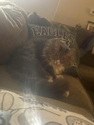 Lost Male Cat last seen White birch dr, Ankeny, IA 50023