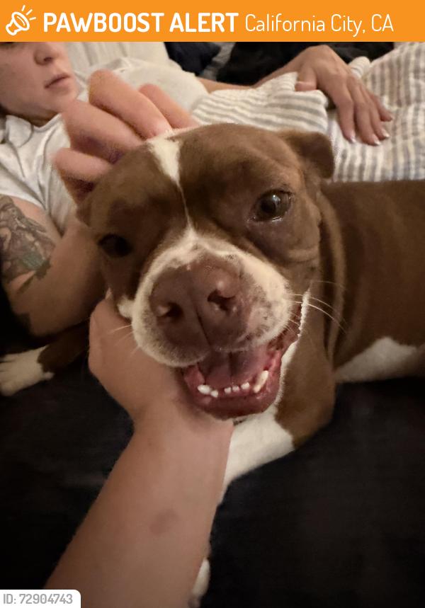 Found/Stray Male Dog last seen Empty home , California City, CA 93505