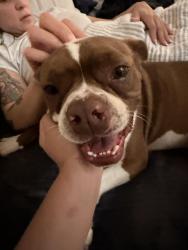 Found/Stray Male Dog last seen Empty home , California City, CA 93505