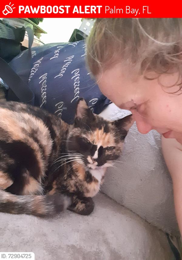 Lost Female Cat last seen Behind Ford dealers ship, Palm Bay, FL 32909