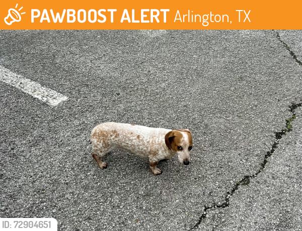 Found/Stray Unknown Dog last seen Green Oaks Blvd, Arlington, TX 76006