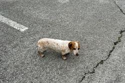 Found/Stray Unknown Dog last seen Green Oaks Blvd, Arlington, TX 76006