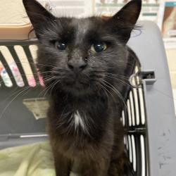 Shelter Stray Male Cat last seen , Memphis, TN 38133
