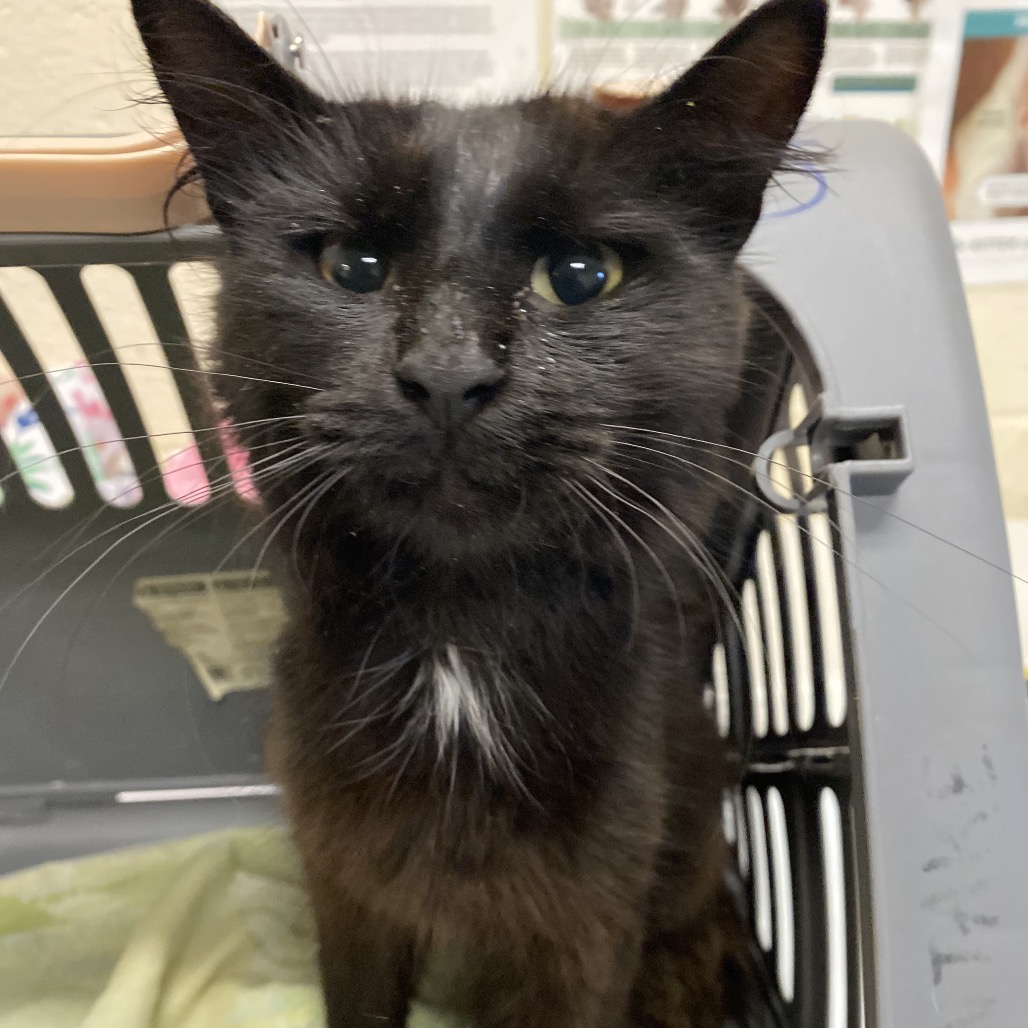 Shelter Stray Male Cat last seen , Memphis, TN 38133