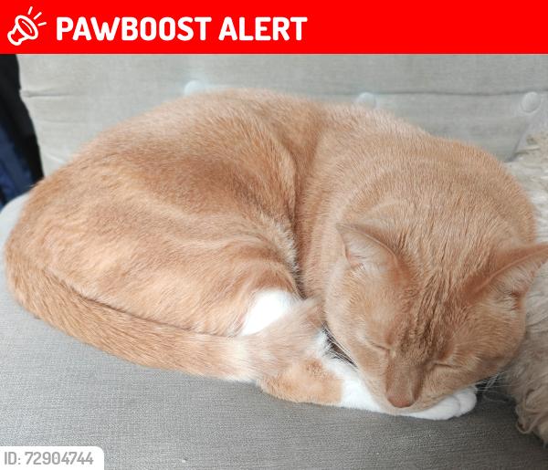 Lost Male Cat last seen Stoneleigh Park, Greater Manchester, England OL1