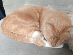 Lost Male Cat last seen Stoneleigh Park, Greater Manchester, England OL1