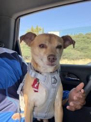 Reunited Male Dog last seen Near Benhurst Ave, San Diego, CA 92122