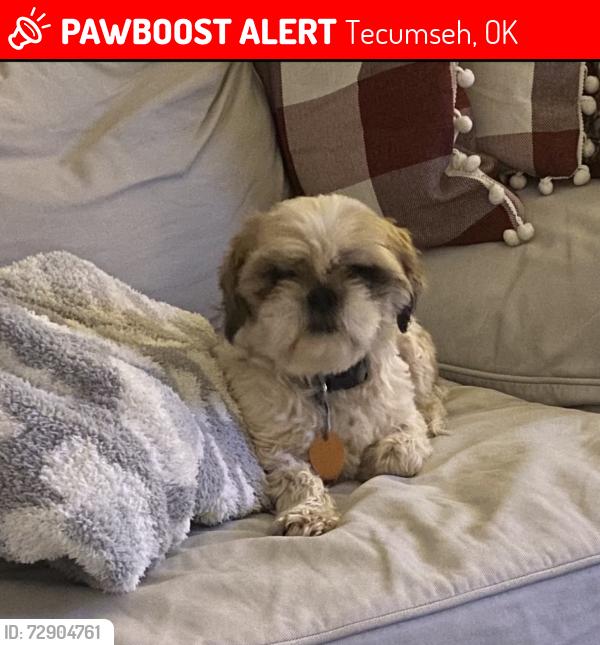 Lost Female Dog last seen Near Taco Mayo in Tecumseh, Tecumseh, OK 74873
