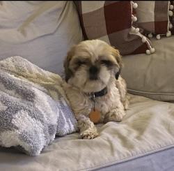 Lost Female Dog last seen Near Taco Mayo in Tecumseh, Tecumseh, OK 74873