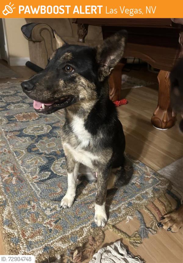 Found/Stray Female Dog last seen Found nearby ALexander park, Las Vegas, NV 89115