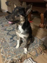 Found/Stray Female Dog last seen Found nearby ALexander park, Las Vegas, NV 89115