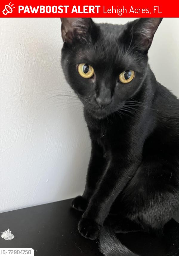 Lost Female Cat last seen Rajah St in Lehigh Acres, Lehigh Acres, FL 33974