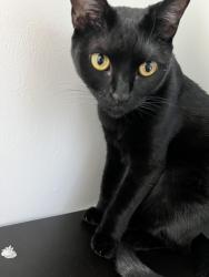 Lost Female Cat last seen Rajah St in Lehigh Acres, Lehigh Acres, FL 33974
