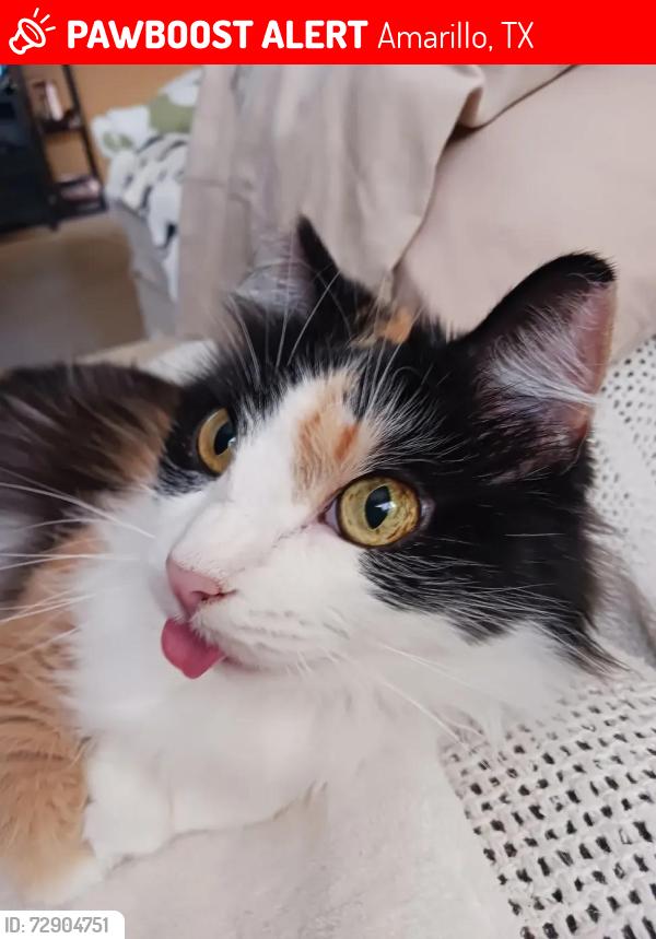 Lost Female Cat last seen Near Morning Dr. Amarillo Tx. 79108, Amarillo, TX 79108