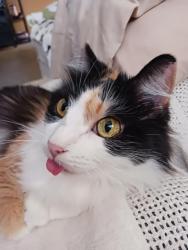 Lost Female Cat last seen Near Morning Dr. Amarillo Tx. 79108, Amarillo, TX 79108