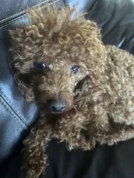 Lost Female Dog last seen Sardis, Chilliwack, BC 