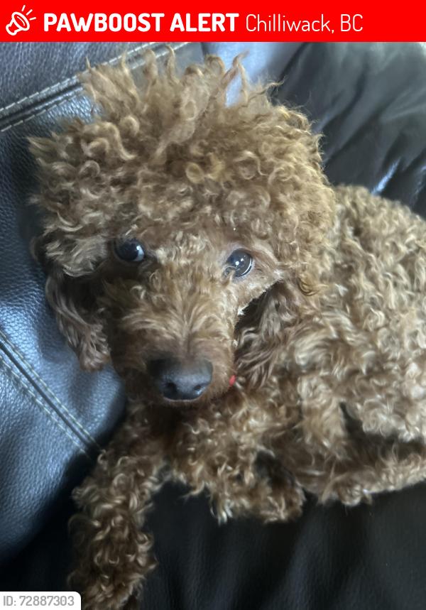 Lost Female Dog last seen Sardis, Chilliwack, BC 
