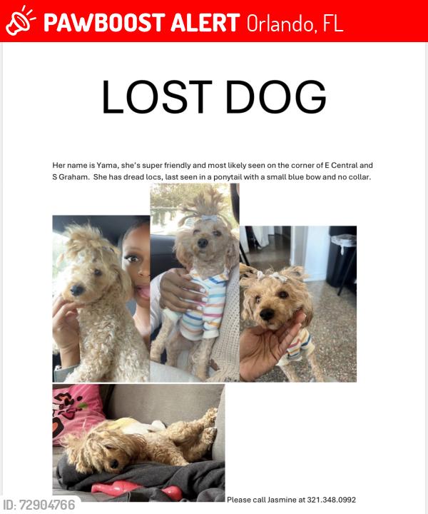 Lost Female Dog last seen E Central and S Graham, Orlando, FL 32803