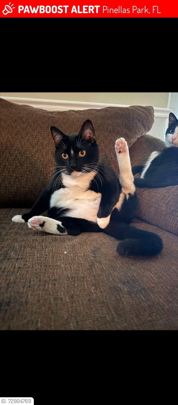 Lost Male Cat last seen Near 72 nd Ave n and 63rd way Pinellas Park , Pinellas Park, FL 33781
