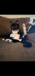 Lost Male Cat last seen Near 72 nd Ave n and 63rd way Pinellas Park , Pinellas Park, FL 33781